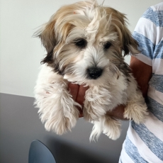 Acheter Coton de Tulear bébé pour 1200 €