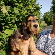 Acheter Cocker Anglais Spaniel bébé pour 1500 €
