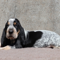 Basset Bleu de Gascogne chiot vendu 750 €