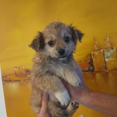 Chihuahua chiot vendu 800 €