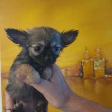Chiot Chihuahua à adopter au prix de 1000 €
