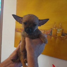 Acheter Chihuahua bébé pour 800 €