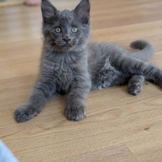 Chaton Maine Coon  vendre au prix de 1400  vaccin et identifi.