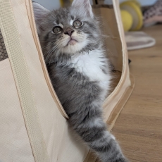 Chaton Maine Coon de race LOOF avec pedigree  adopter.