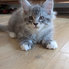 Chaton Maine Coon de race LOOF avec pedigree  adopter.