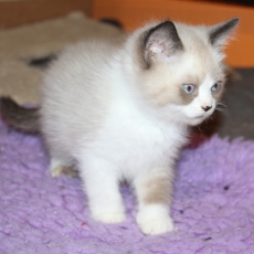 Adoption chaton British Shorthair au prix de 1200 €