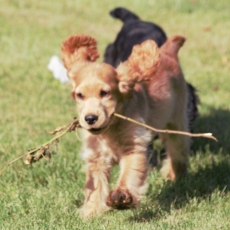 Acheter Cocker Anglais Spaniel bébé pour 1200 €