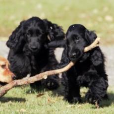Cocker Anglais Spaniel chiot vendu 1200 €