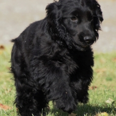 Acheter Cocker Anglais Spaniel bébé pour 1200 €