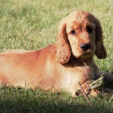 Cocker Anglais Spaniel chiot vendu 1200 €