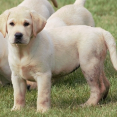 Chiot Labrador à adopter au prix de 1000 €