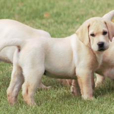 Adoption chiot Labrador au prix de 900 €
