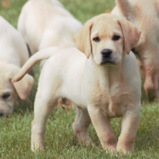 Chiot Labrador à adopter au prix de 900 €