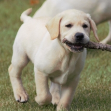 Labrador chiot vendu 900 €