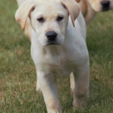 Chiot Labrador à adopter au prix de 900 €