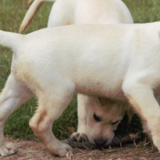 Adoption chiot Labrador au prix de 900 €