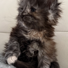 Chaton Maine Coon à vendre au prix de 1450 € vacciné et identifié.
