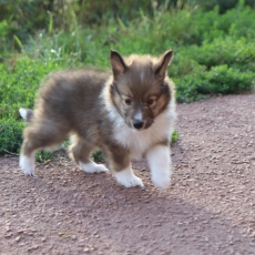Adoption chiot Colley Shetland au prix de 1060 €