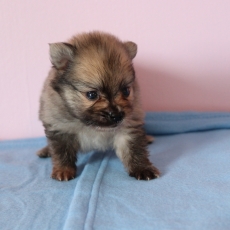 Acheter Spitz Allemand Nain bébé pour 1360 €