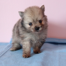 Adoption chiot Spitz Allemand Nain au prix de 1360 €