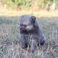 Chiot Spitz Allemand Nain à adopter au prix de 1560 €