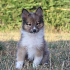 Chiot Colley Shetland à adopter au prix de 1060 €