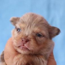 Chihuahua chiot vendu 1200 €