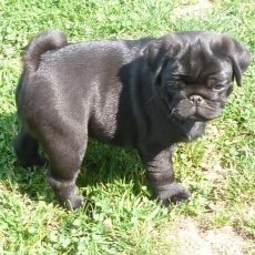 Chiot Carlin  vendre au prix de 1500  vaccin et identifi.