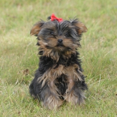 Ce petite mle Yorkshire Terrier propos  l'achat est n le 18/06/2025.