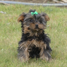 Chiot Yorkshire Terrier  vendre au prix de 910  vaccin et identifi.
