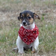 Cette petite femelle Jack Russell propose  l'achat est ne le 05/06/2025.