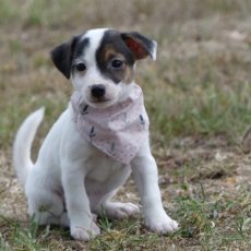Chiot Jack Russell  vendre au prix de 860  vaccin et identifi.