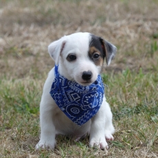 Chiot Jack Russell  vendre au prix de 660  vaccin et identifi.
