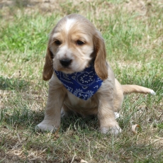 Acheter Cocker Anglais Spaniel bébé pour 1260 €