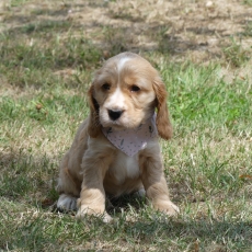 Adoption chiot Cocker Anglais Spaniel au prix de 1360 €