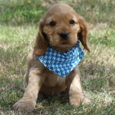 Cocker Anglais Spaniel chiot vendu 1260 €