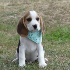 Chiot d'apparence de race Beagle  adopter.