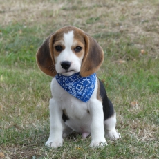 Ce petite mle Beagle propos  l'achat est n le 25/05/2025.