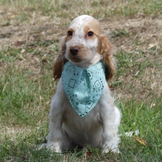 Acheter Cocker Anglais Spaniel bébé pour 1260 €