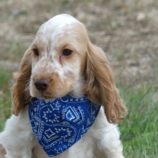 Cocker Anglais Spaniel chiot vendu 1260 €