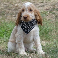 Acheter Cocker Anglais Spaniel bébé pour 1260 €