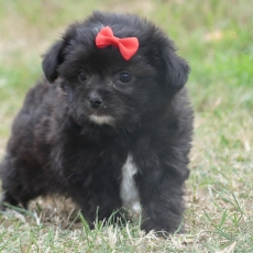 Cette petite femelle Biewer Yorkshire propose  l'achat est ne le 18/06/2025.