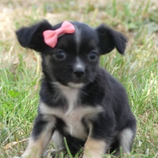 Chiot d'apparence de race Biewer Yorkshire  adopter.