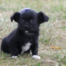 Chiot Biewer Yorkshire  vendre au prix de 900  vaccin et identifi.