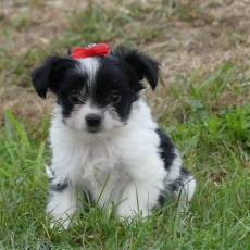 Cette petite femelle Biewer Yorkshire propose  l'achat est ne le 18/06/2025.