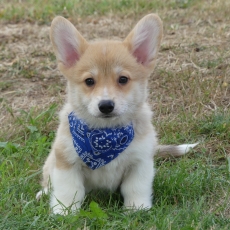 Adoption chiot Welsh Corgi Pembroke au prix de 1860 €