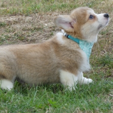 Welsh Corgi Pembroke chiot vendu 1860 €
