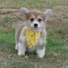 Acheter Welsh Corgi Pembroke bébé pour 2260 €