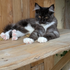 Adoption chaton Maine Coon au prix de 1500 €