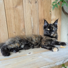Acheter Maine Coon bébé pour 1500 €